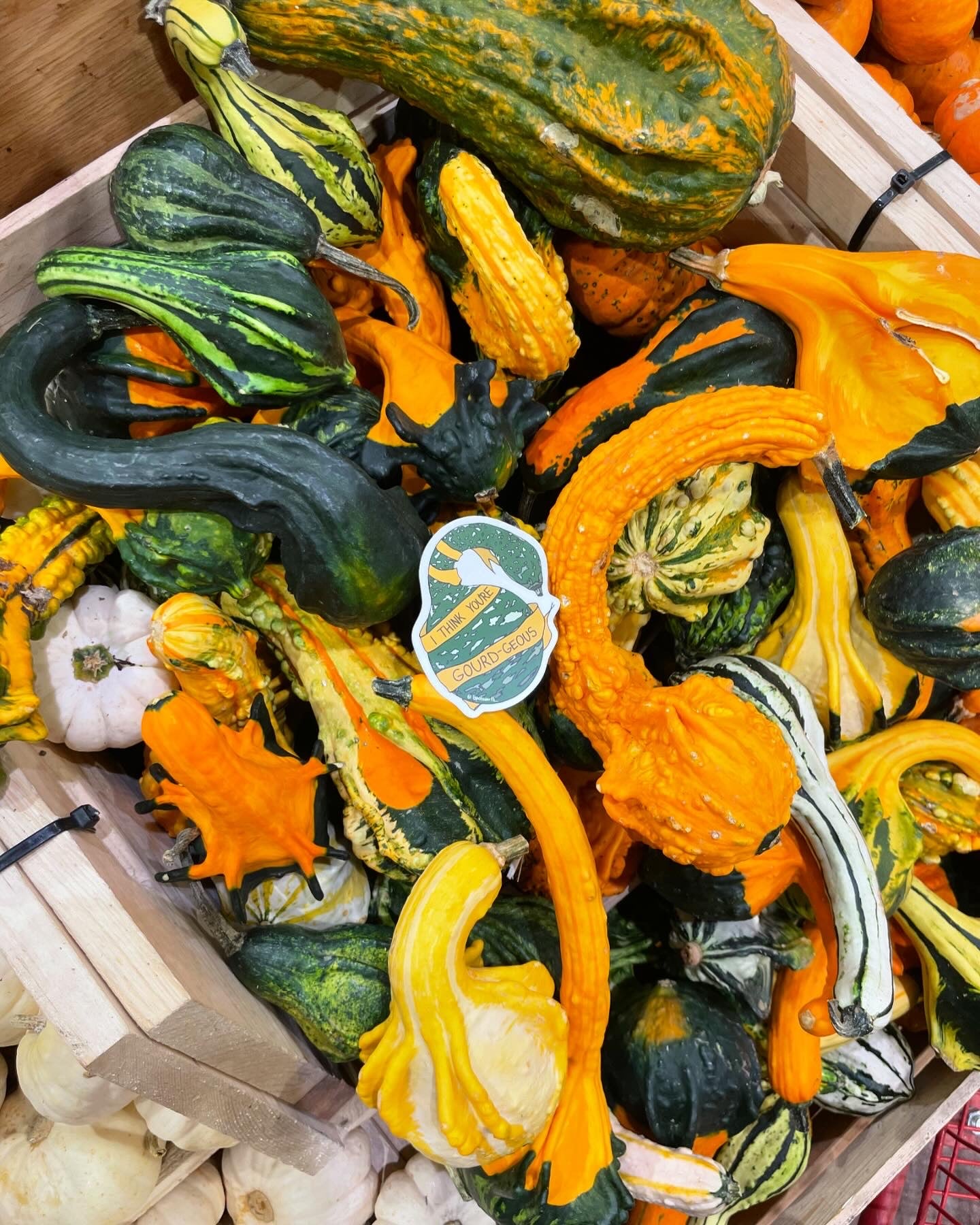 I Think You're GOURD-Geous | 5 ct.